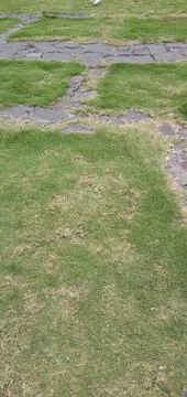 Green Grass Stock Photos