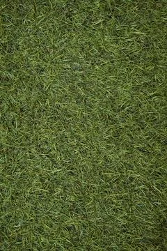 Green grass Stock Photos