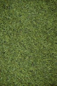 Green grass Stock Photos