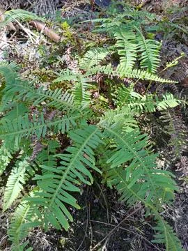 Green grass. Stock Photos