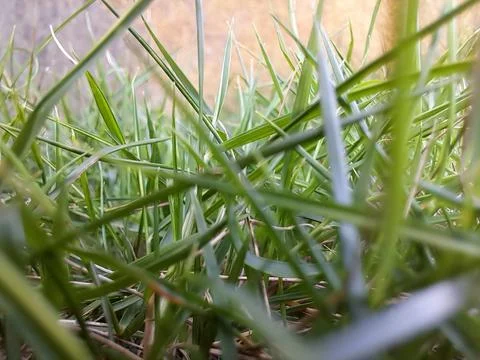 Green grass Stock Photos