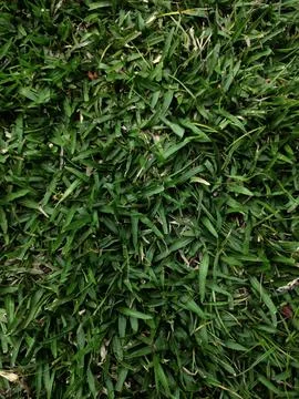 Green grass Stock Photos