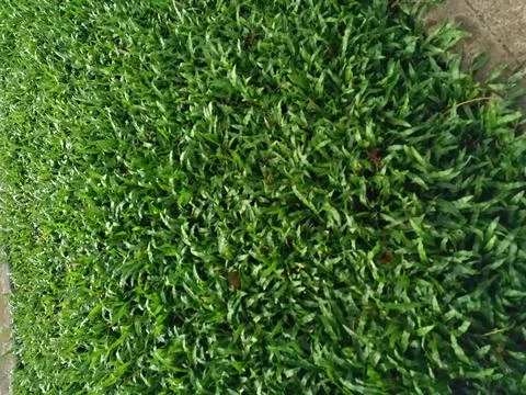 The green of the grass Stock Photos