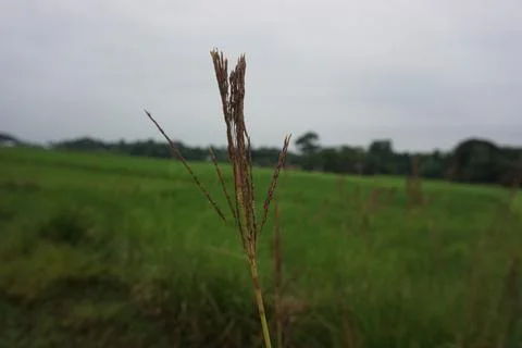 Green grass Stock Photos