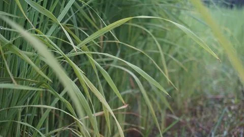 Green grass Stock Photos