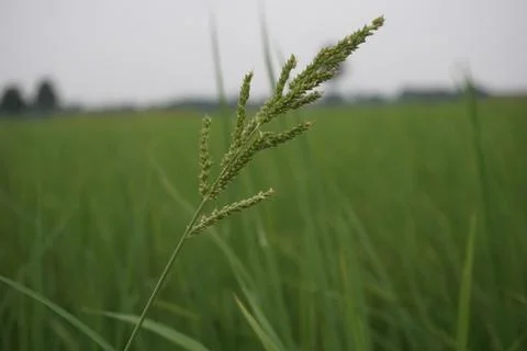 Green grass Stock Photos