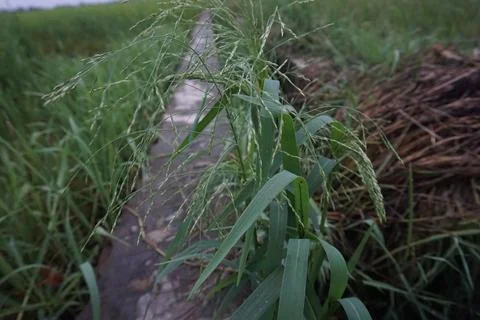 Green grass Stock Photos