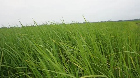 Green grass Stock Photos