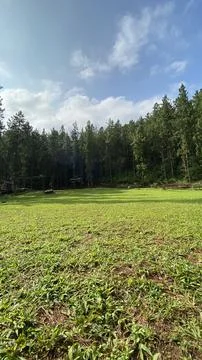 Green Grass Stock Photos