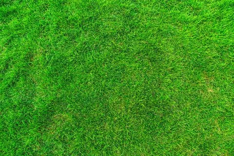 Green grass Stock Photos