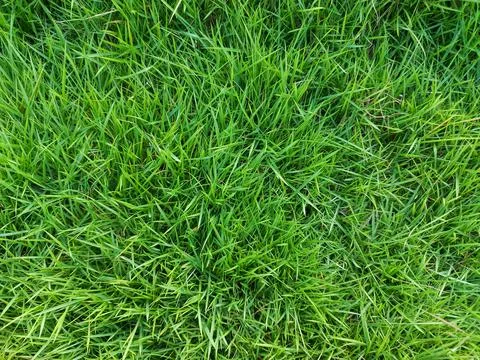 Green Grass Stock Photos