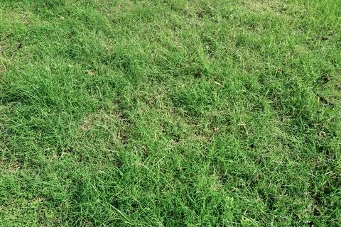 Green grass Stock Photos