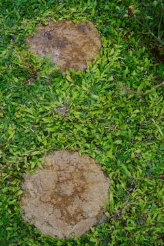 Green grass Stock Photos