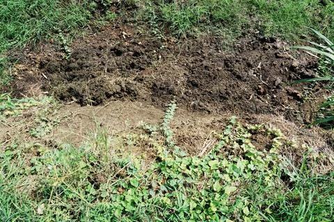 Green grass Stock Photos