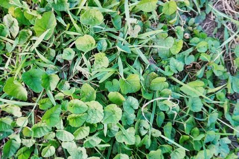 Green grass Foto stock