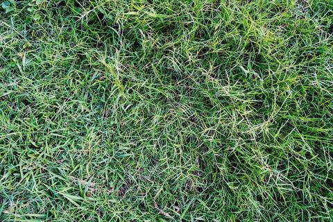 Green grass Stock Photos