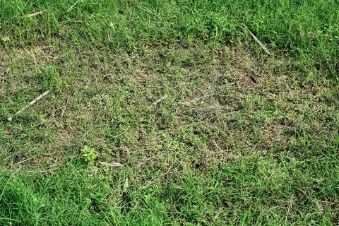 Green grass Foto stock