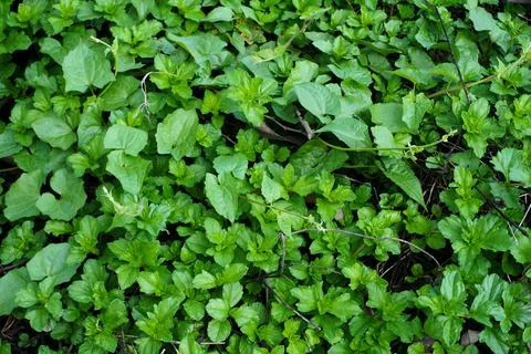 Green grass Foto stock