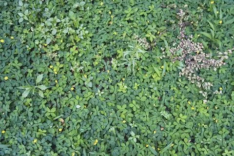 Green grass Stock Photos