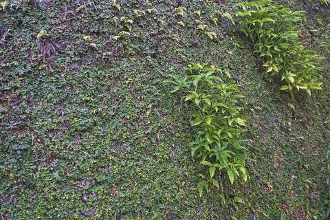 Green grass Stock Photos