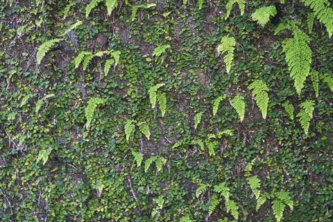 Green grass Stock Photos