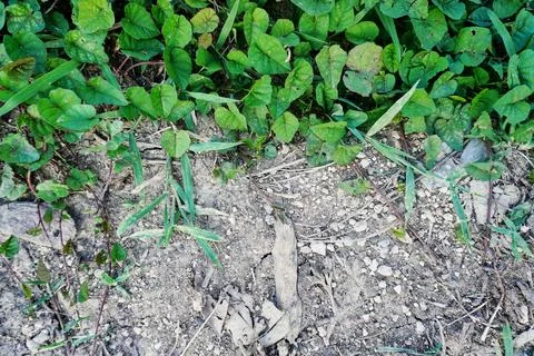 Green grass Stock Photos