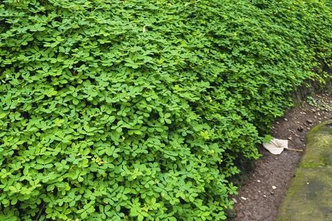 Green grass Stock Photos