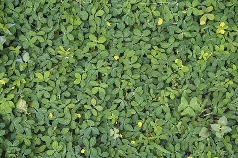 Green grass Stock Photos