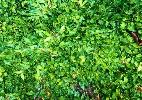 Green grass Stock Photos
