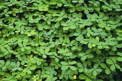 Green grass Stock Photos