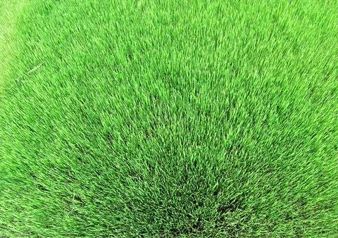 Green grass Foto stock