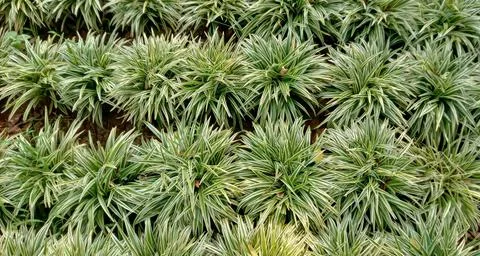 Green grass Stock-Fotos