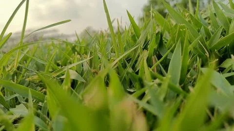 Green grass Foto stock