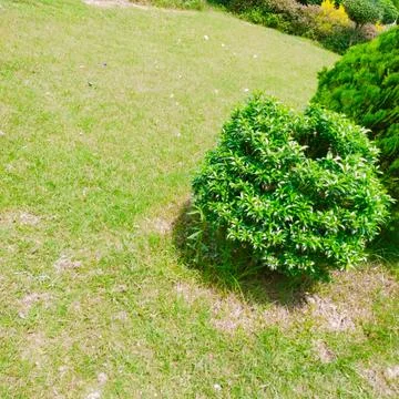 Green grass Stock Photos