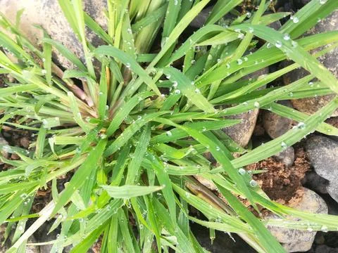 The green grass Foto stock