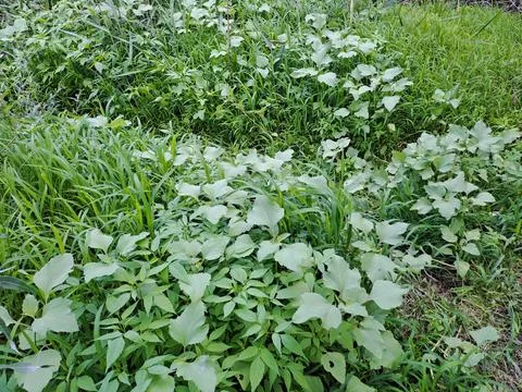 Green grass Stock Photos