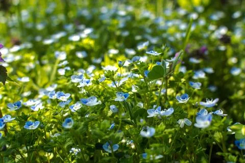 Green grass Stock Photos