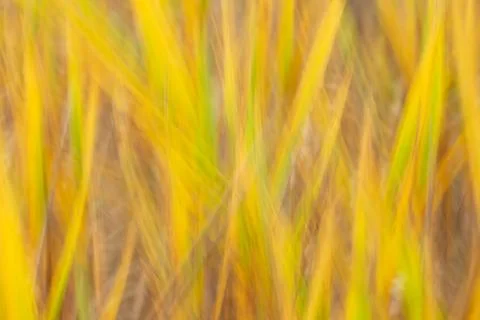 Green grass Foto stock