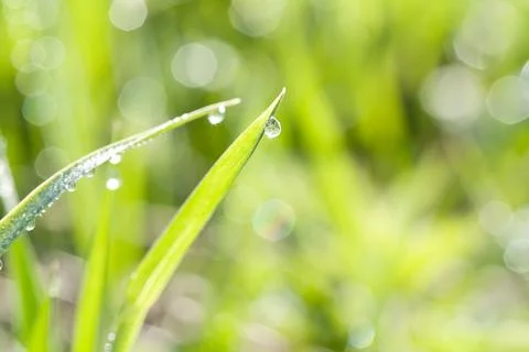 Green grass Stock Photos