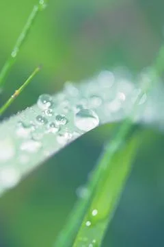Green grass Stock Photos
