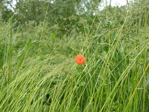 Green grass Stock Photos