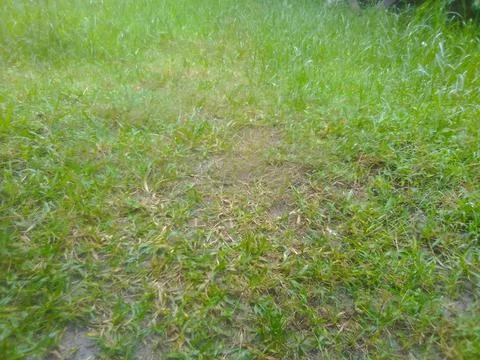 Green Grass Stock Photos