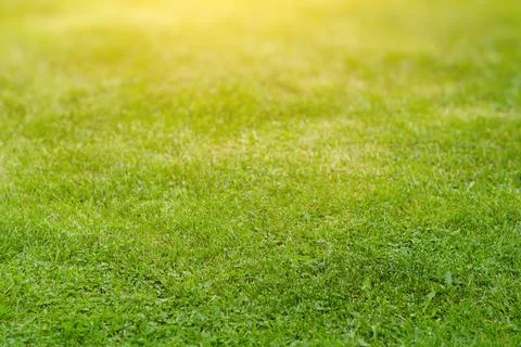 Green grass plain in the sun Stock Photos