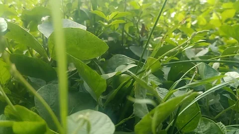 Green grass plant Stock Footage 292951262