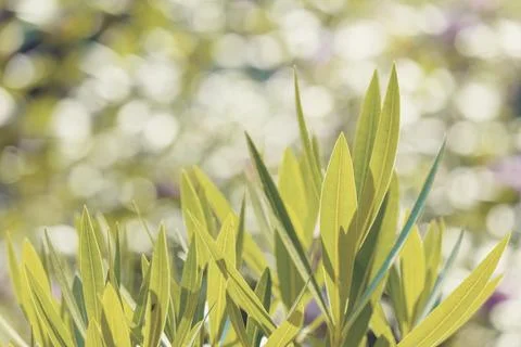 Green grass plant leaf background Stock Photos