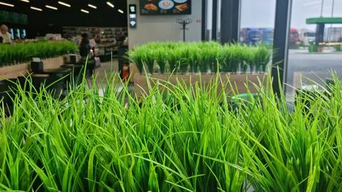 Green grass in planters inside a modern gas station cafe with large windows. Stock Photos