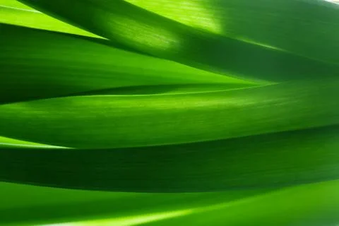 Green grass, plants background in backlight. Fresh, nature, nature compositio Stock Photos