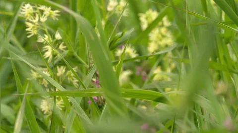 Green grass plants Closeup Macro Meadow blurred background Stock Footage 93933244