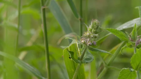 Green grass plants Closeup Macro Green Meadow blurred background Stock Footage 93936474