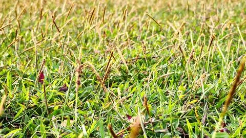 Green grass plants, grass fields, meadow (3) Stock Photos